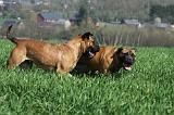 BULLMASTIFF 519